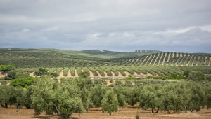 Piantagione di ulivi di Jaén in Andalusia. 