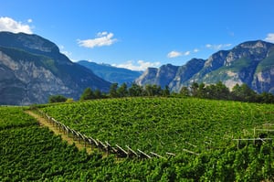 Vigneto nelle valli del Trentino